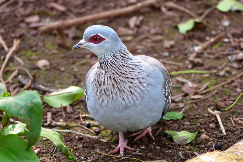 africa, wild, wing, one animal, wildlife, plant, head, fauna, birdlife, vertebrate, day, pigeon, 5K, dove, Speckled Pigeon, animal themes, Pigeon, focus on foreground