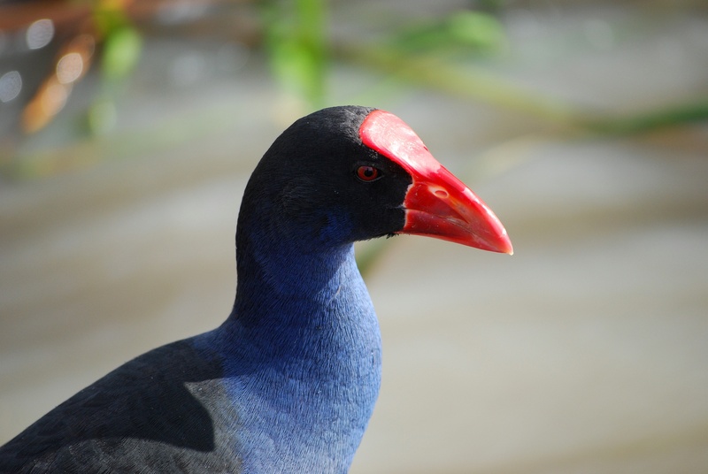 marsh, outdoors, animal neck, animal themes, birdlife, focus on foreground, bird, vertebrate, water, animal, porphyrio, australian, no people, black color