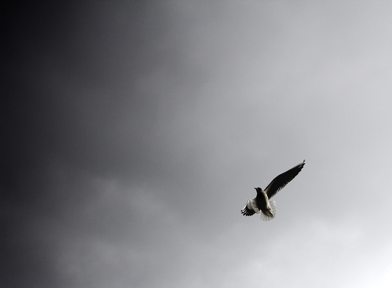 simboli, view, birdlife, low, seagull, freedom, ritratto, 4K, wildlife, sea Bird, sea, moody, black and white, flying, eagle, white, feather, bianco e nero