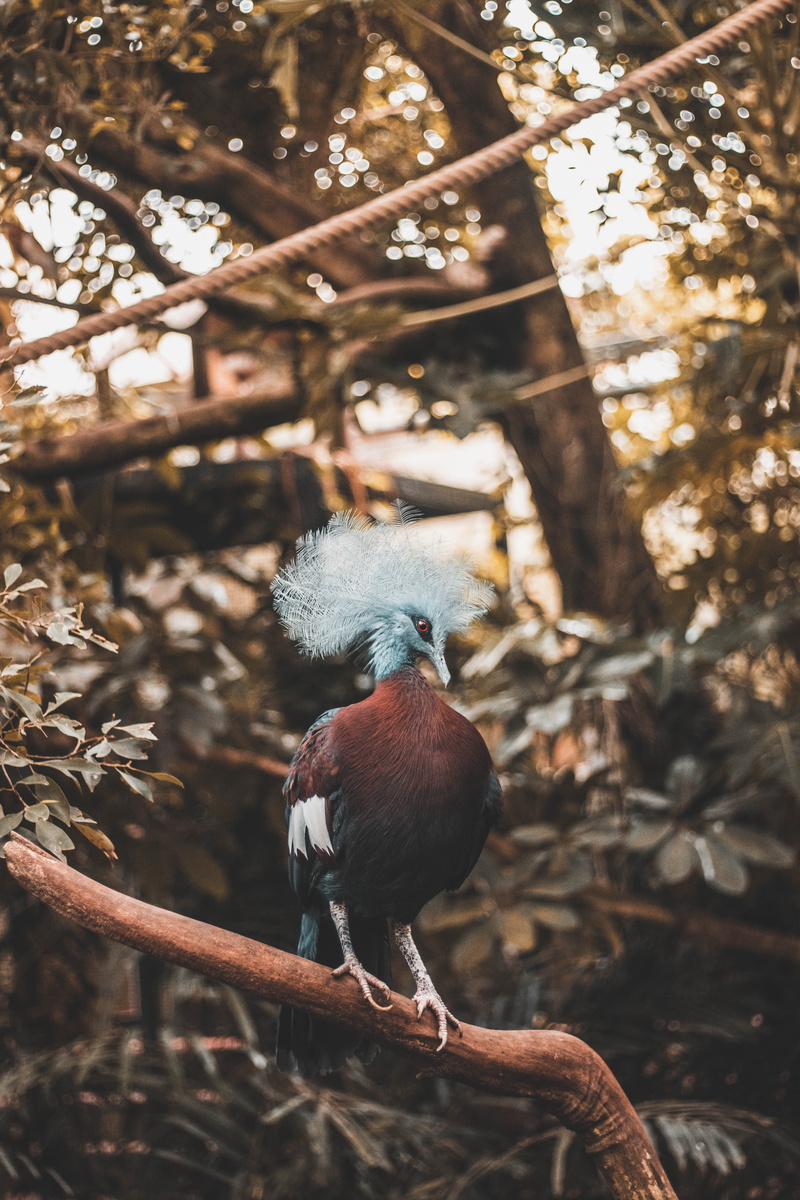 branch, 5K, beak, jungle, birdlife, forest, perching, maroon, animal, tree, brown, wildlife, bird Watching, no People, autumn, one Animal, bird, animal Wing