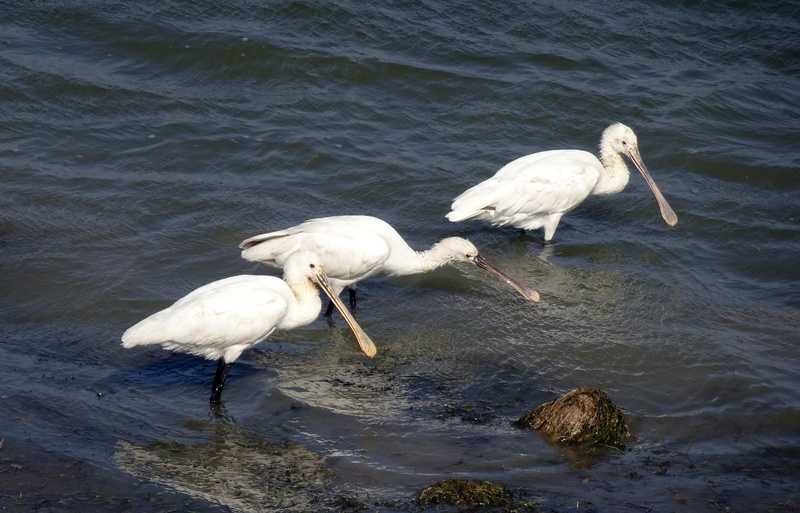 india, two animals, no people, common spoonbill, wading bird, birdlife, eurasian spoonbill, 4K, vertebrate, animal wildlife, white, bird, wild, animal