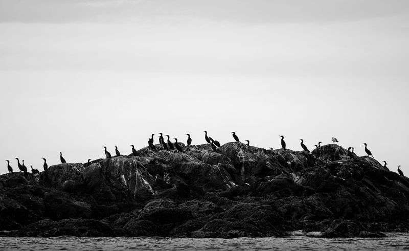 nature, sky, flock of birds, landscape, hovden, cormorant, soil, silhouette, animal wildlife, animals in the wild, 2K, perching, rock, bird, monochrome