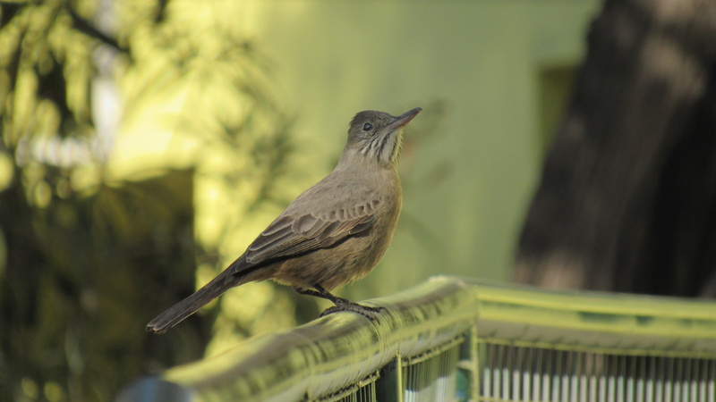 ave, animal, bird, tree, flying nature, fence, natural, birds, focus on foreground, perching, fly, mere, nature, peak, wild, 4K, no people, plumage, plant