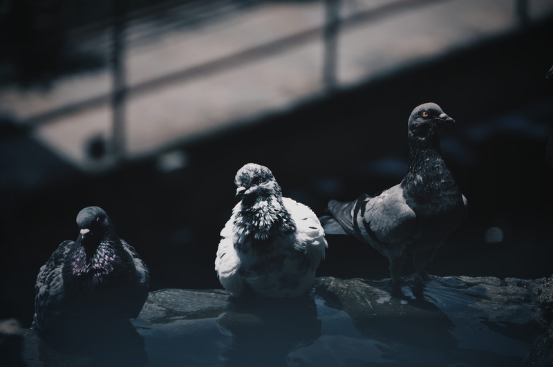 wild, vertebrate, bird, three, close-up, dark, shadow, black, scruffy, perching, birds, 4K, animal themes, water, nature, no people, outdoors, dove, grey