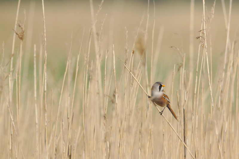 gray, 4K, natural reserve of the seine estuary, selective focus, growth, animal themes, land, perching, bird, no people, animal wildlife, flora, wing