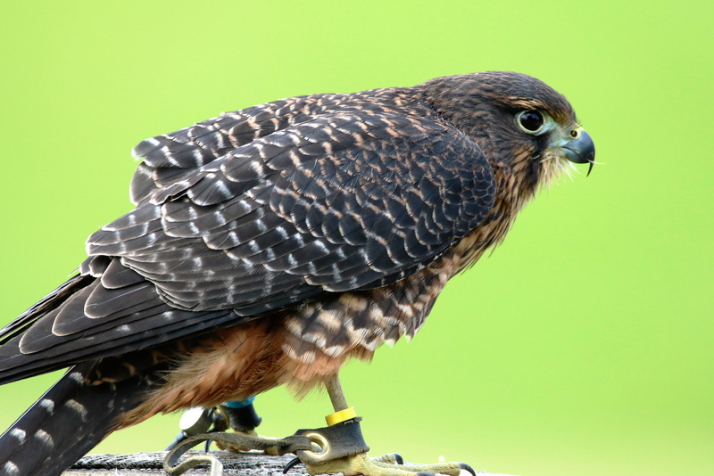 feather, prey, falcon - bird, animal themes, wildlife, predator, profile view, aplomado falcon, hawk, natural, beak, hawk - bird, day, nature, one animal