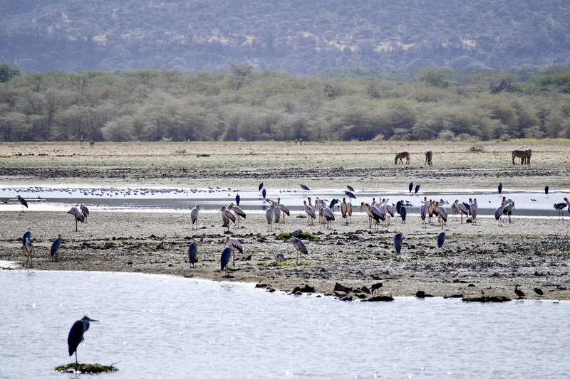 beauty in nature, pelican, environment, beach, wildlife, 5K, water, outdoors, animal, animals in the wild, large group of animals, heron, lakeside, land