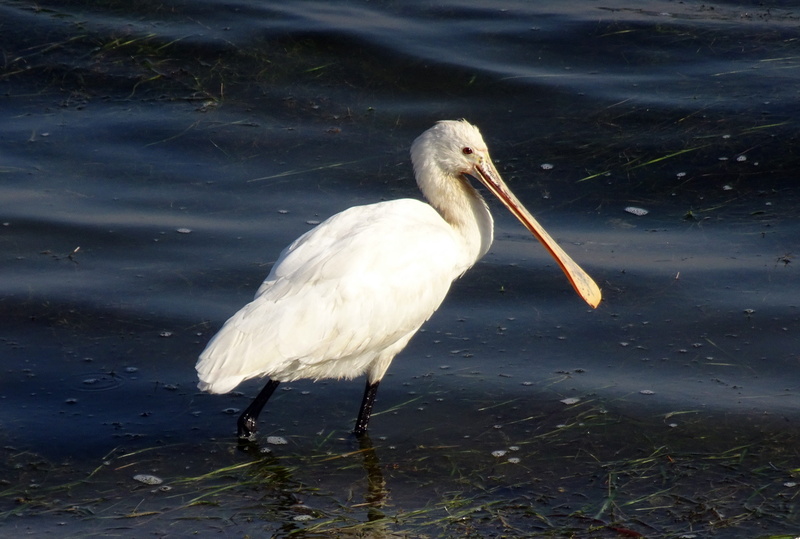 no people, aquatic, wildlife, outdoors, water, pond, birdlife, nature, lake, 2K, vertebrate, india, wild, day, white, lakeshore, water bird, wading bird