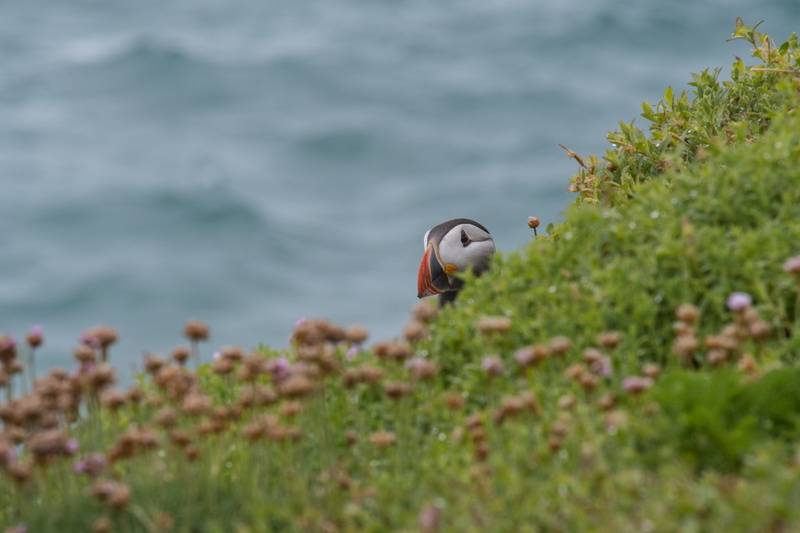 peaking, animal, hiding, water, seagull, green, no people, bird, animal themes, puffin, oceanlife, coast, one animal, cliffside, animal wildlife, plant