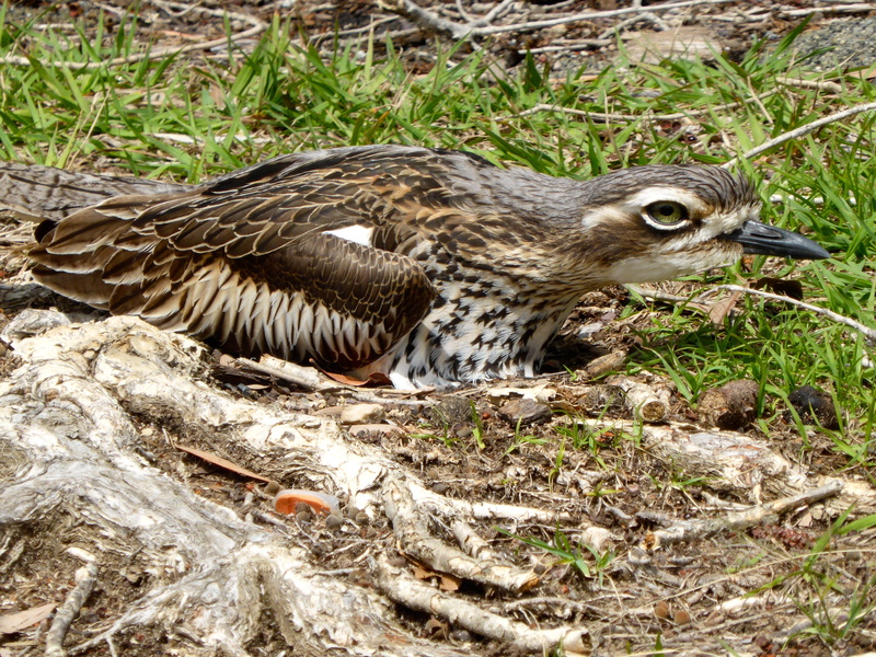 bird, animal, stone curlew, reproductive, pattern, young bird, close-up, nature, 4K, animal wildlife, nesting, grass, ornithology, day, animals in the wild