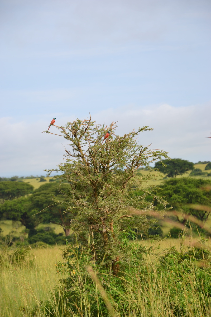 environment, day, birdlife, uganda, tranquility, growth, cloud - sky, scenics - nature, green color, land, tranquil scene, no people, beauty in nature