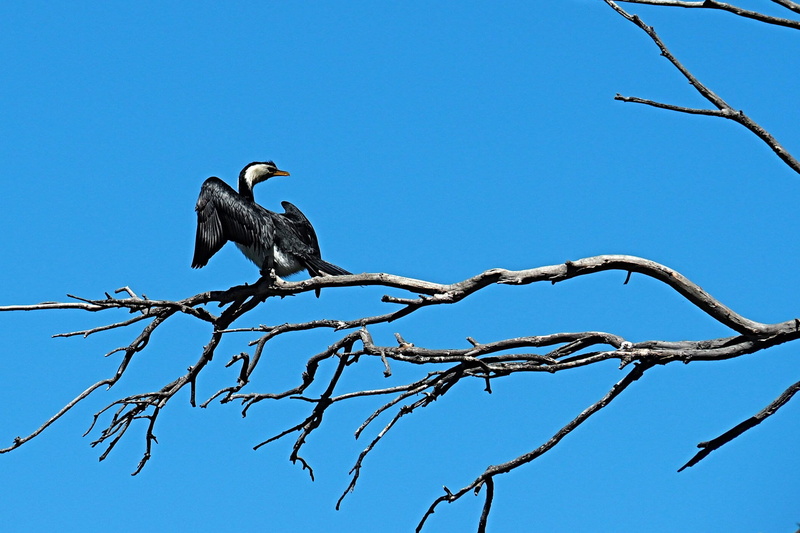 nature, black, sunny, no people, white, animal wildlife, tree, plant, bird, clear sky, birdlife, blue, vertebrate, perching, animal, outdoors, pied cormorant