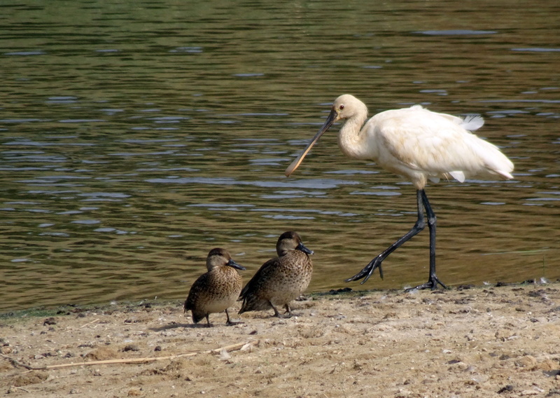 beach, group of animals, eurasian spoonbill, animals in the wild, no people, outdoors, plumage, animal, aquatic, vertebrate, wading bird, two animals, birdlife