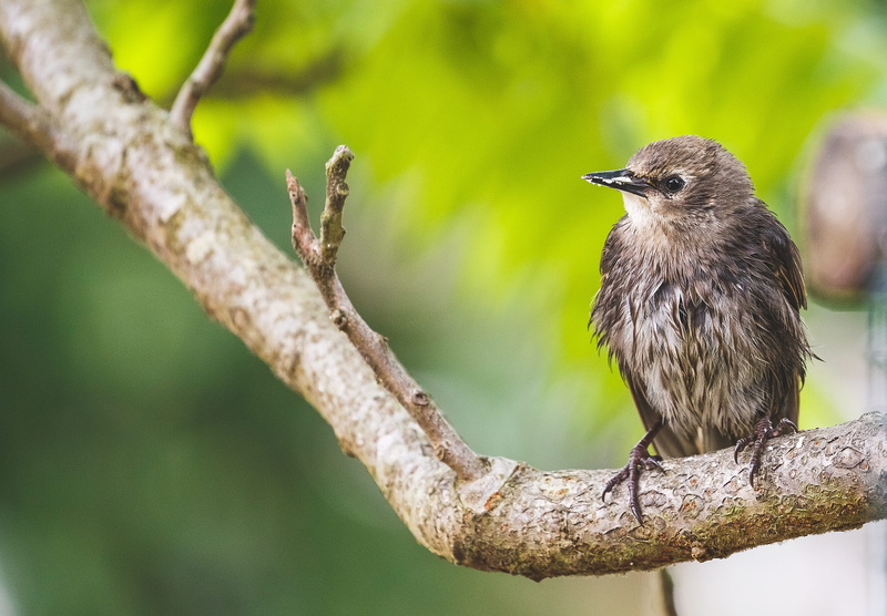 birdwatch, birdlife, wildlife, close-up, songbird, brown, fledgeling, zoom, plant, wood, full length, feathers, tree, outdoors, hatchling, vertebrate, perching