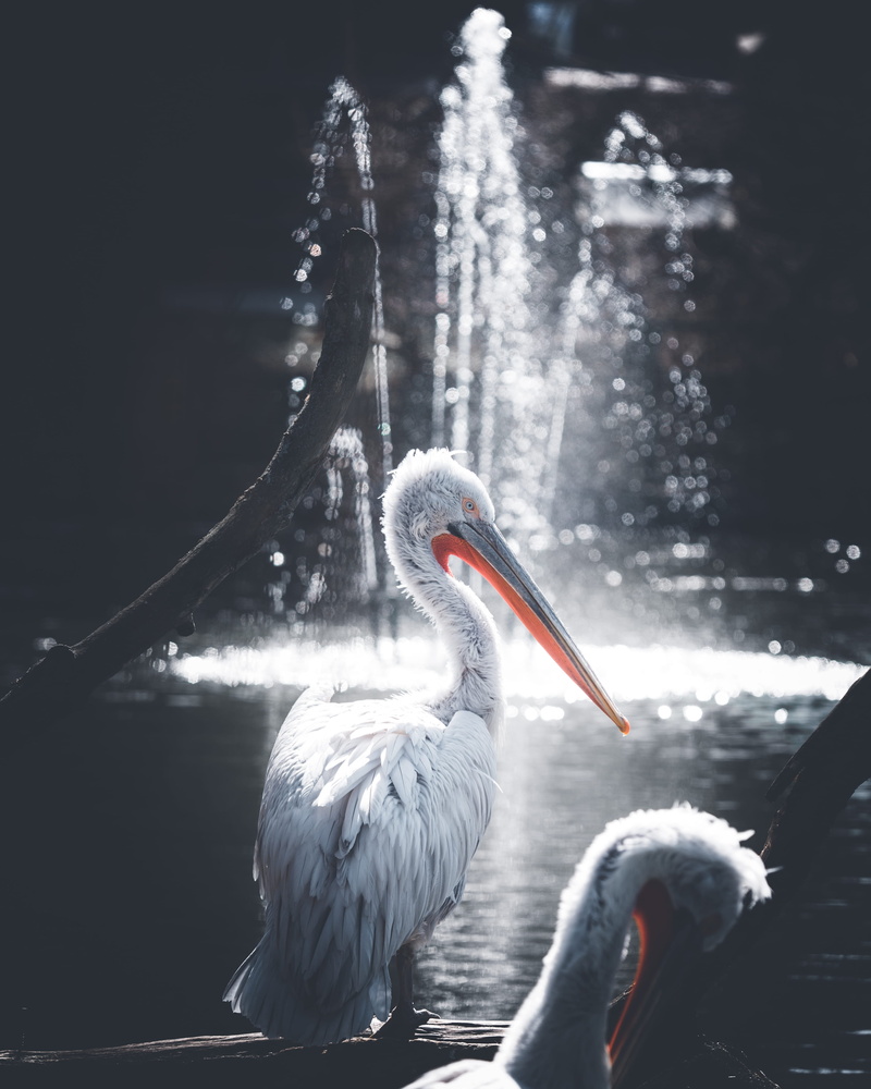 focus on foreground, two animals, orange, photography, no people, 4K, focus, group of animals, pelican, animal themes, captive, animals in the wild, outdoors