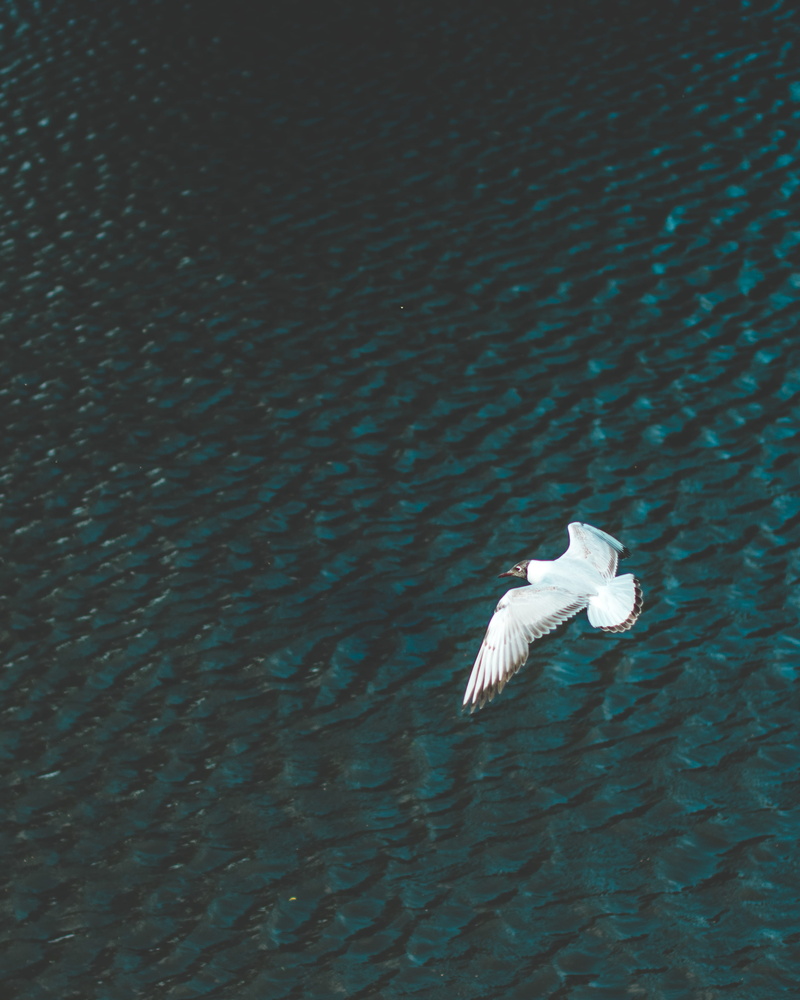 bird, mid-air, animal wildlife, animal themes, flying, alone, beak, wing, day, gull, river, daytime, one animal, white, body, no people, nature, fly, beauty in nature