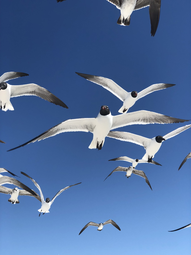 bottom, feather, day, blue, flock of birds, fly, group of animals, bird, nature, air, vertebrate, sky, sea, ocean, black-headed gull, seagull, animal, view