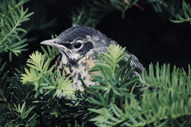 plant part, close-up, feather, one animal, black, green color, beak, flora, focus on foreground, leaves, animal head, white, wing, blackbird, fledgling