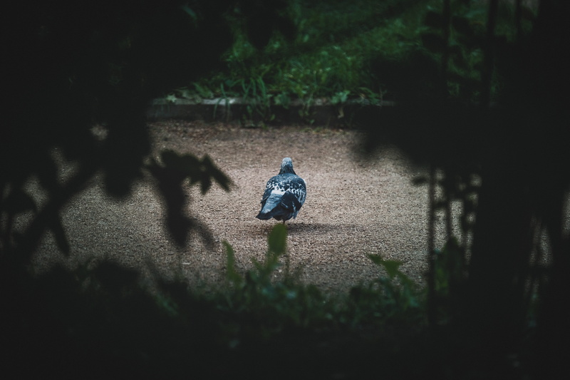 dove, selective focus, jay, field, full length, women, shadow, photo, outdoors, rear view, land, plant, tree, real people, pigeon, flora, nature, bluebird