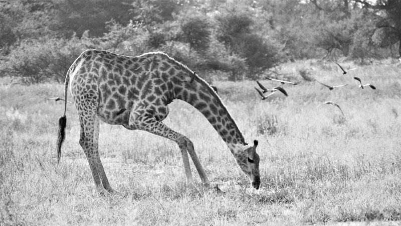 safari, tree, south africa, animal, giraffe, drink, outdoors, field, animal themes, no people, landscape, grassland, outside, birdlife, vertebrate, herbivorous
