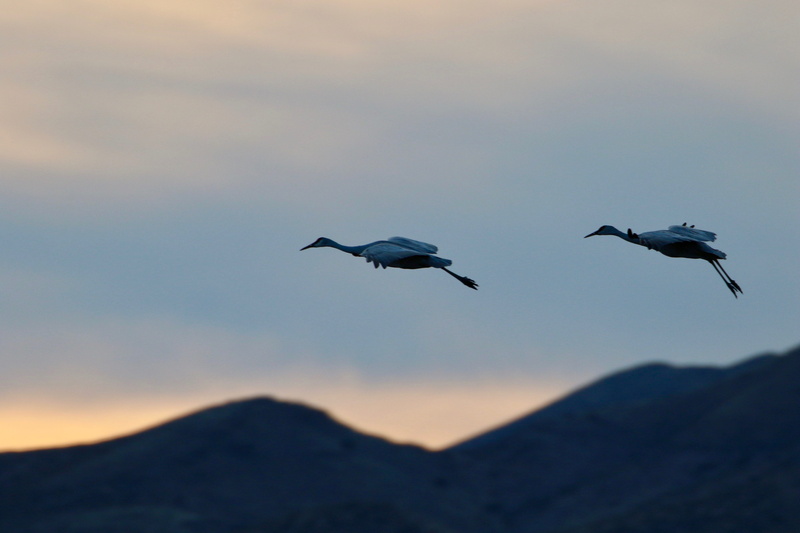 bird, feather, flying, sky, grey, 5K, animals in the wild, group of animals, two, vertebrate, animal, two animals, no people, birds, tranquil scene, mountain