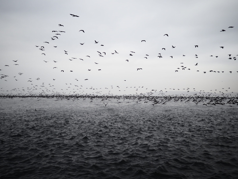 large Group Of Animals, bird, group Of Animals, black and white, animals In The Wild, scenics, flight, flock, migrating, sky, sea, seagull, flock Of Birds