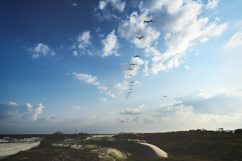 animal, cumulus, tranquil scene, birdlife, united states, transportation, cloud - sky, environment, landscape, scenics - nature, mode of transportation