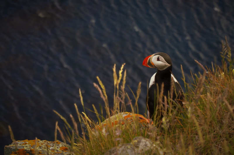 animals In The Wild, black, beak, rock, face, sea Bird, blue, birdlife, outdoors, water, bird, shore, ocean, multi Colored, sea, coast, 2K, penguin, grass