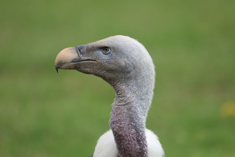 5K, wildlife, vertebrate, vulture, gray, animal neck, goose, head, one animal, outdoors, animal body part, focus on foreground, photo, animals in the wild