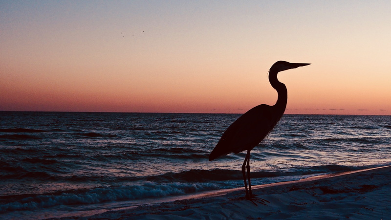 sea, horizon, no people, vertebrate, near, beauty in nature, sunset, animals in the wild, animal wildlife, flordia, beach, nature, water, animal, bird