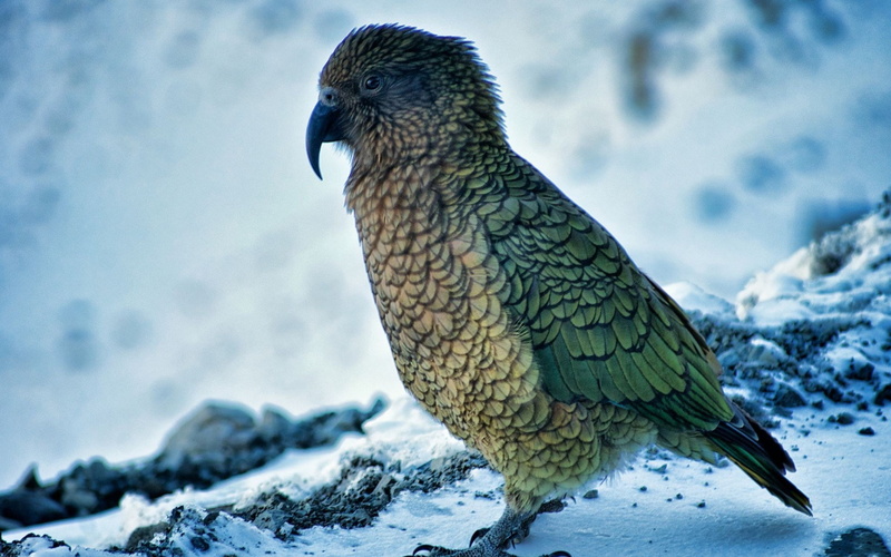 1080P, kea