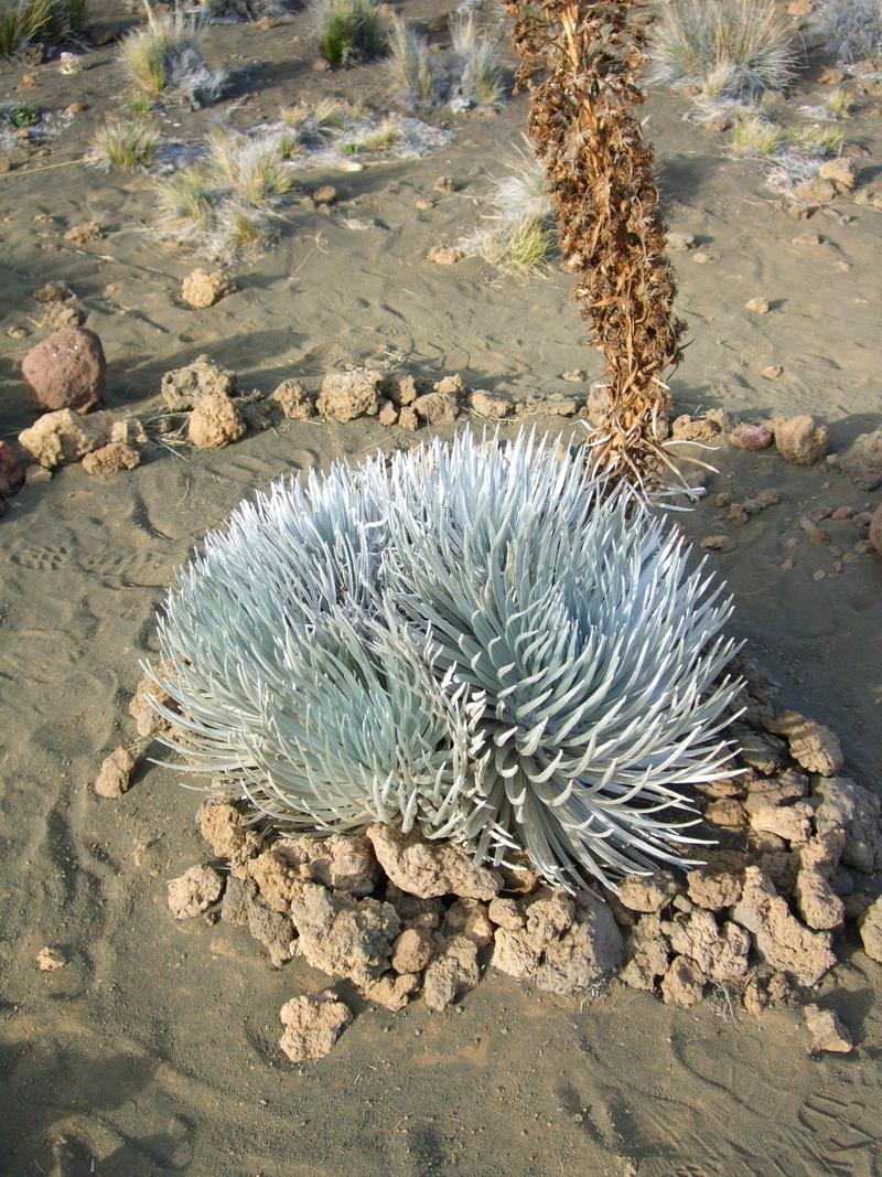 sand, mauna kea, beach, silversword, water, arid climate, one animal, animal themes, silver sword grass, field, animal, day, island of hawaii, no people