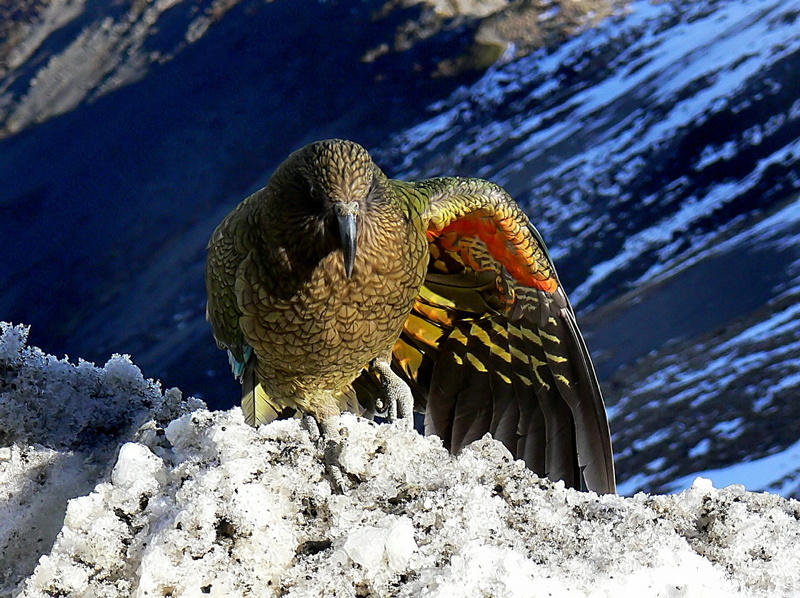 New Zealand, 1080P, solid, day, perching, wing, Bird, Kea, vertebrate, one animal, animal themes, animal wildlife, sunlight, focus on foreground, wild