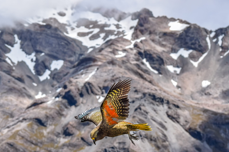 focus on foreground, arthurs pass, air, no people, one animal, flying, parrot, animals in the wild, yellow, kea, mountain, snowcapped mountain, winter