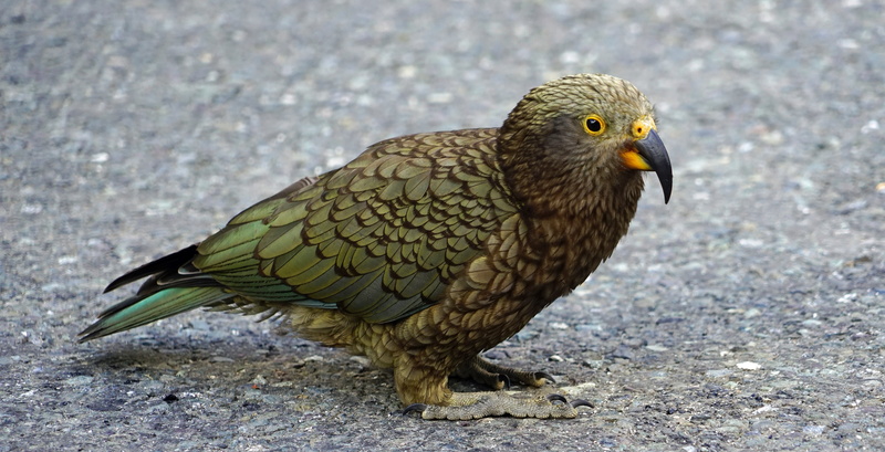 red, perching, close-up, vertebrate, nature, photo, day, kea, animal wildlife, closeup, mountains, animal themes, new zealand, plumage, one animal, 5K