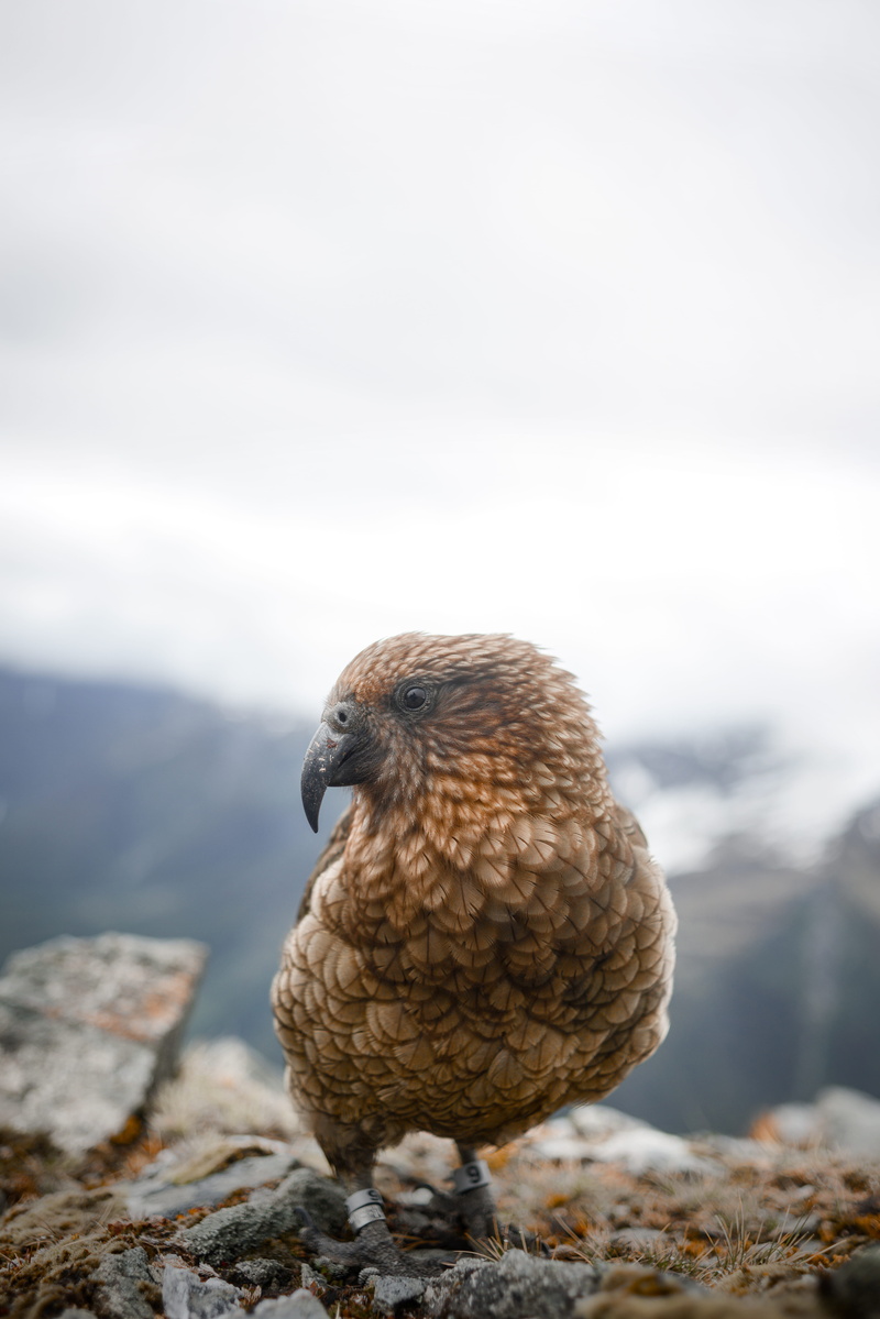 one animal, 5K, animals in the wild, day, parrot, snow, vertebrate, cold temperature, bird, full length, kea, nature, focus on foreground, no people, outdoors