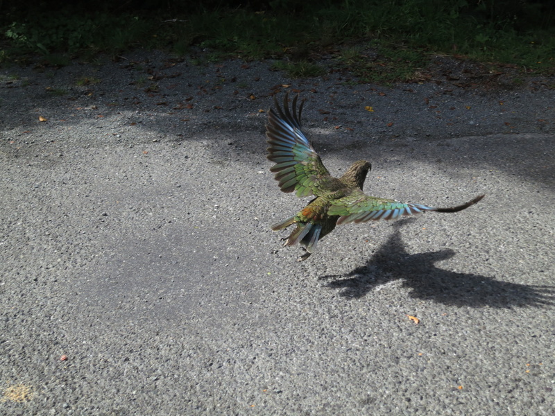 animal wildlife, kea, new zealand, nature, animals in the wild, spread wings, road, vertebrate, land, feather, high angle view, flying, parrot, 4K, bird