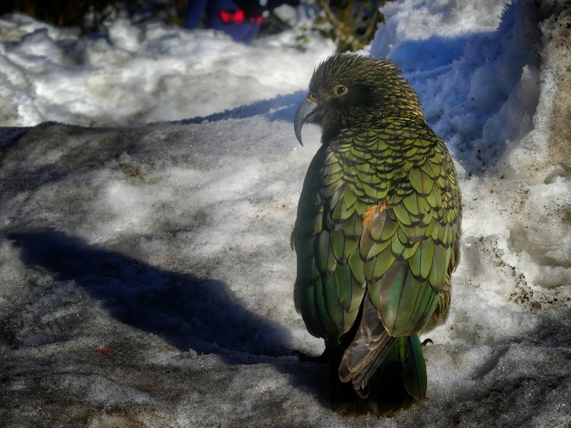 tourism, one animal, animal, animal world, focus on foreground, alpine, no people, bird, perching, bill, vertebrate, close-up, sunlight, forest, animal wildlife