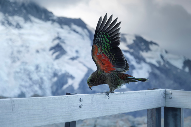 wood - material, parrot, snowcapped mountain, 5K, outdoors, kea, flying, animal wildlife, no people, beauty in nature, one animal, swing, day, alpine parrot