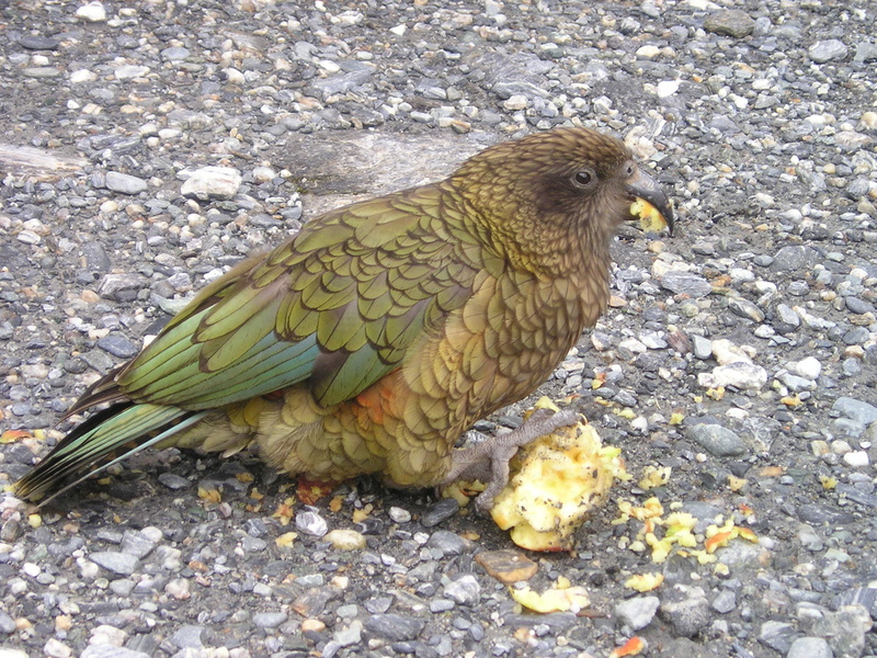 eating, chicken - bird, animal themes, animals in the wild, animal wildlife, eatting, close-up, perching, pavement, green, vertebrate, looking away, land
