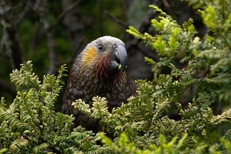 otter, wildlife, perching, carnivore, animal themes, kea, feather, tree, plant, beauty in nature, nature, photography, close-up, selective, evergreen, forest