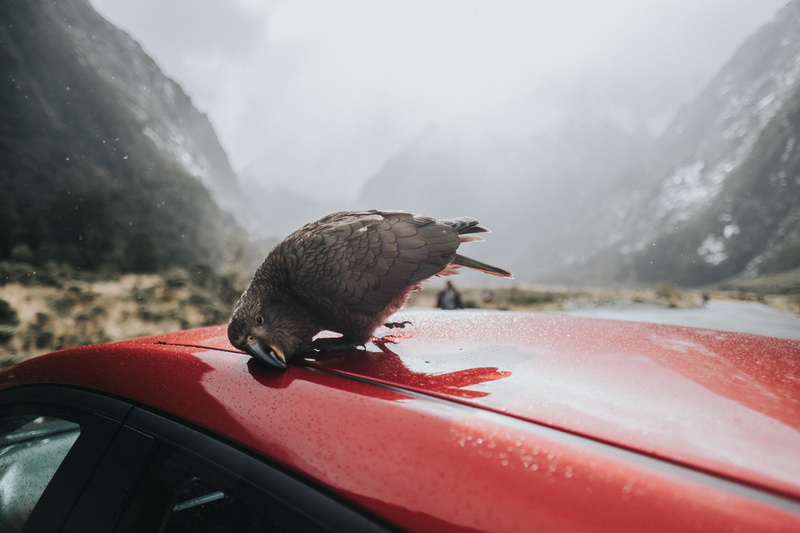 nature, animal, transportation, south island, road trip, animals in the wild, foirdland, rubber, mammal, vertebrate, motor vehicle, red, bokeh, blur, highway 94