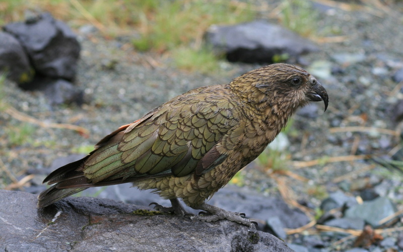 1080P, kea