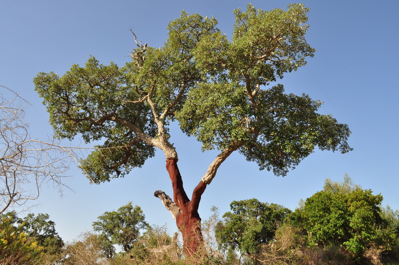 no people, nature, sky, adult, Cork Oak, tree trunk, growth, land, day, outdoors, Bark, plant, branch, Cork, 4K, trunk, cork, low angle view, shed bark