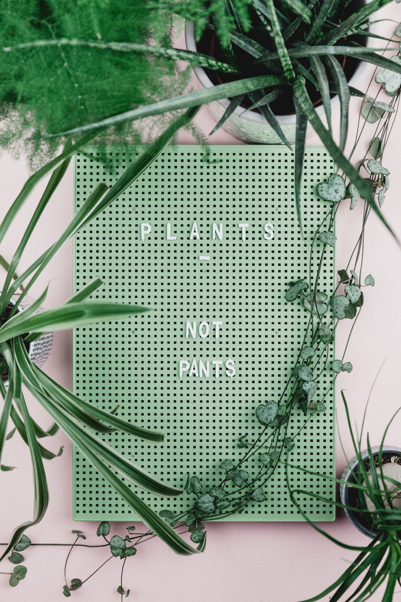close-up, steel, no people, green color, leaf, surrounded, indoors, flatlay, metal, day, table, potted plant, pants, gardening, plants, focus on foreground