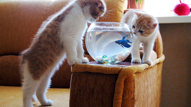 like, cute, animals, cats, aquarium, fish, funny, 1080P, kitten, kitty