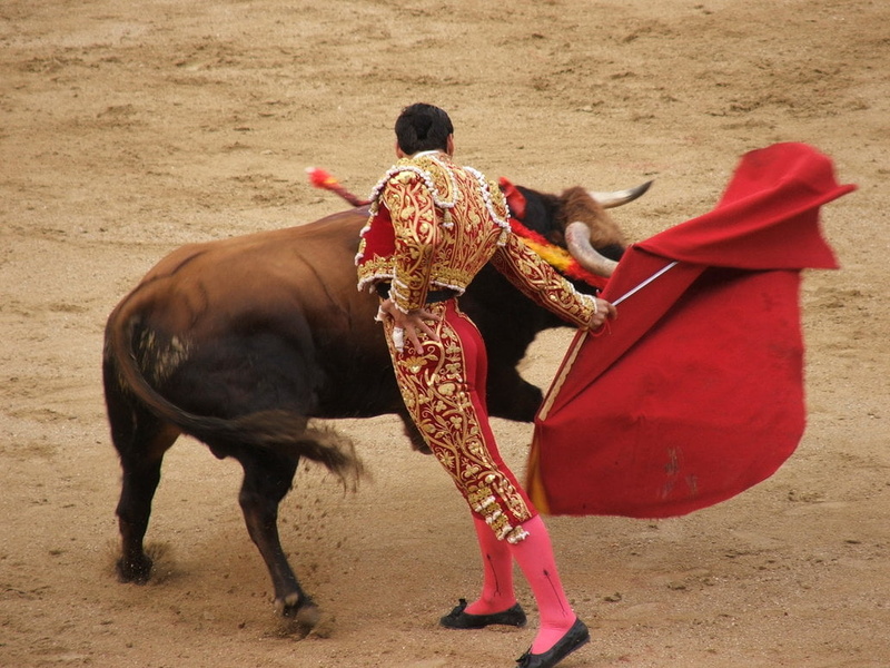 traditional clothing, styles, cattle, rear view, bullfighting, Sports, bull - animal, mammal, animal wildlife, day, 480P, men, land, vertebrate, real people
