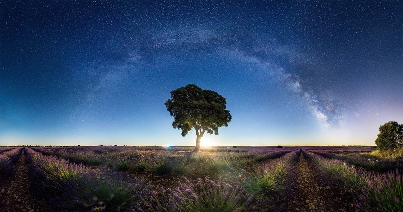 environment, tree, 720P, outdoors, plant, green, Milky Way, purple, nature, tranquil scene, land, star - space, beauty in nature, space and astronomy