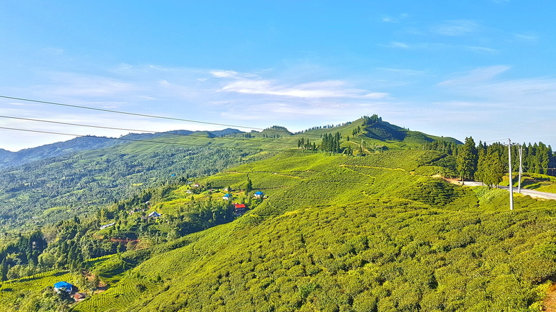ilam, highway, farm, tea crop, cloud, cloudy, scene, heaven-on-earth, trees, nepal, agriculture, outdoors, 1080P, environment, green color, garden, beauty in nature