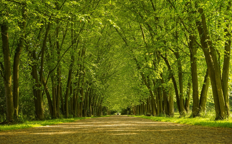 tranquility, tree, tree trunk, 5K, leaves, diminishing perspective, outdoors, no people, Landscape, green color, the way forward, woodland, forest, trees